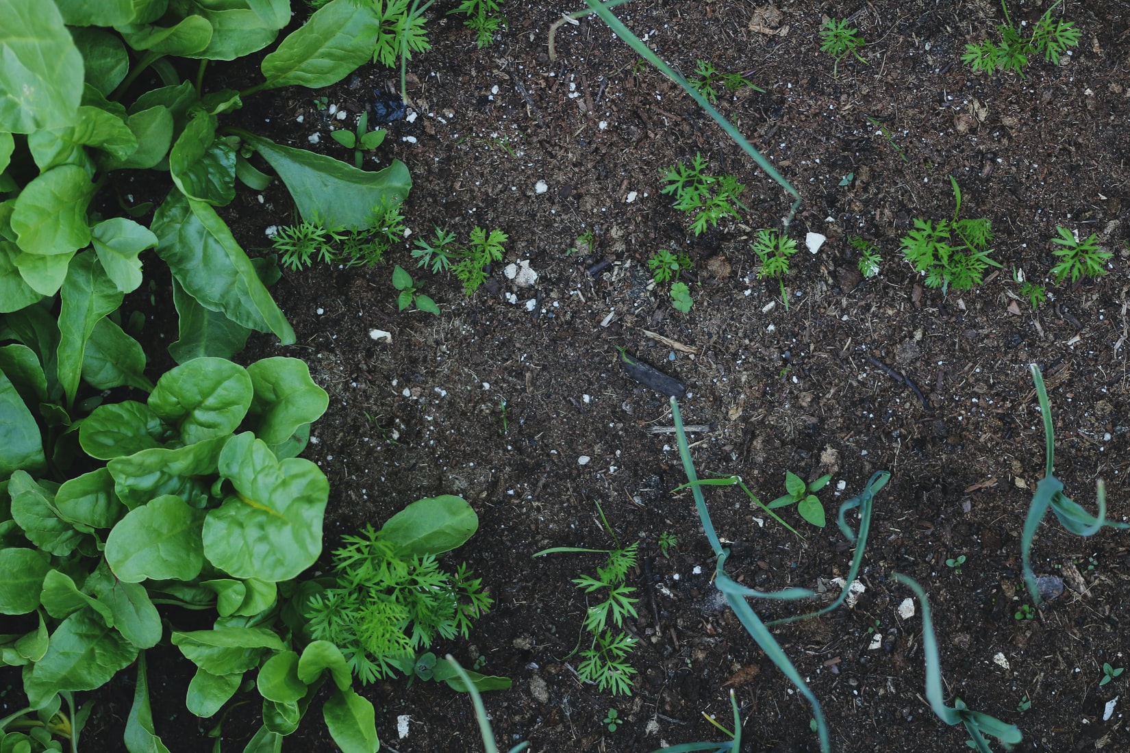 Tuinaarde en compost; wat is het verschil?