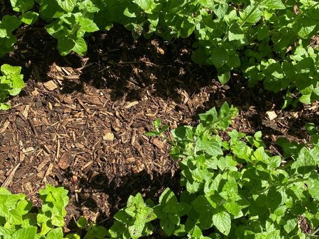 Houtmulch - 4m³